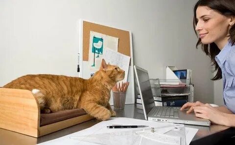 Работа котове