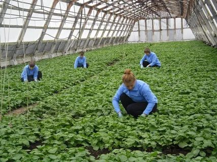Работа в теплицах отзывы