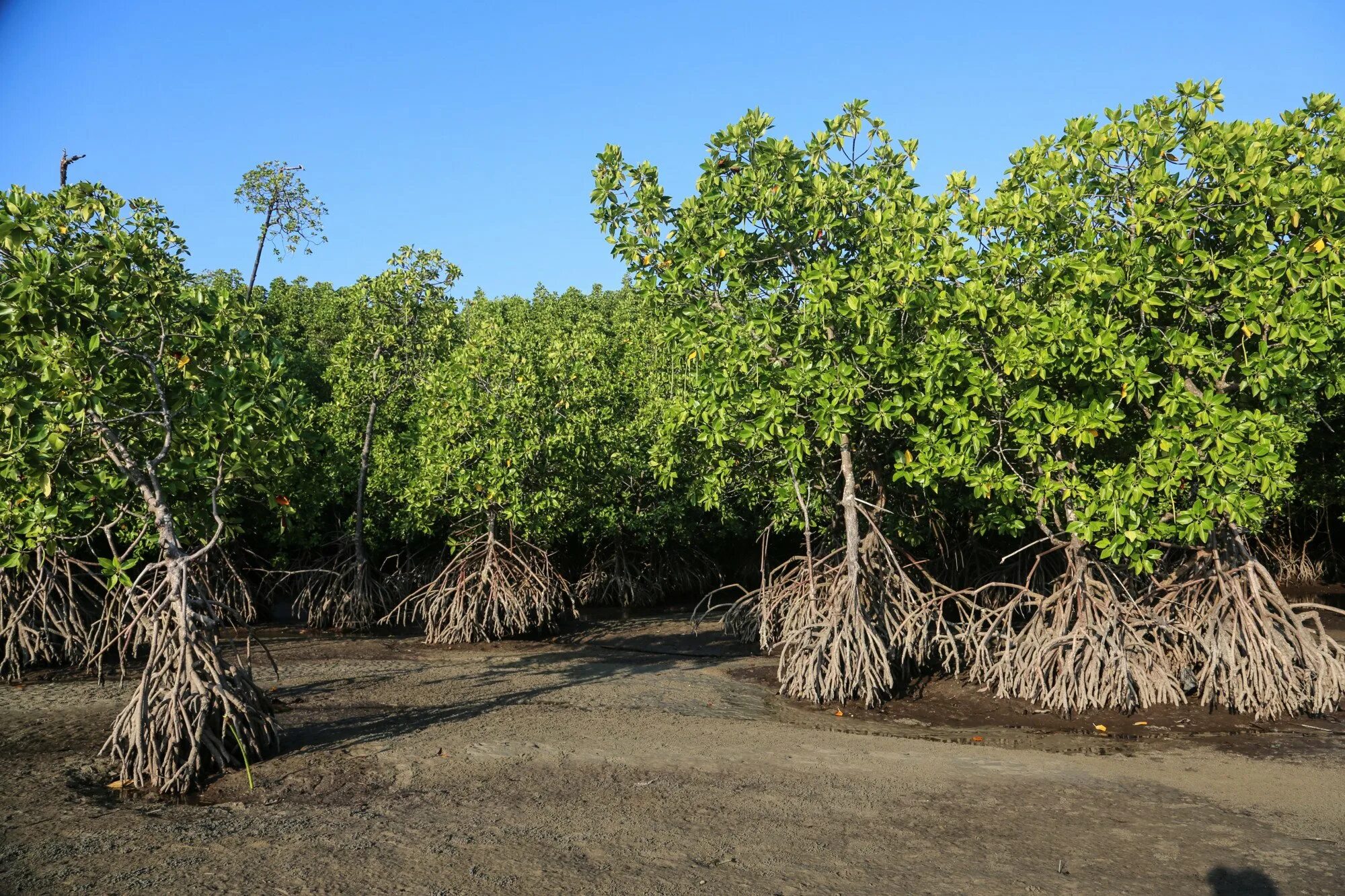 Где найти мангровое дерево