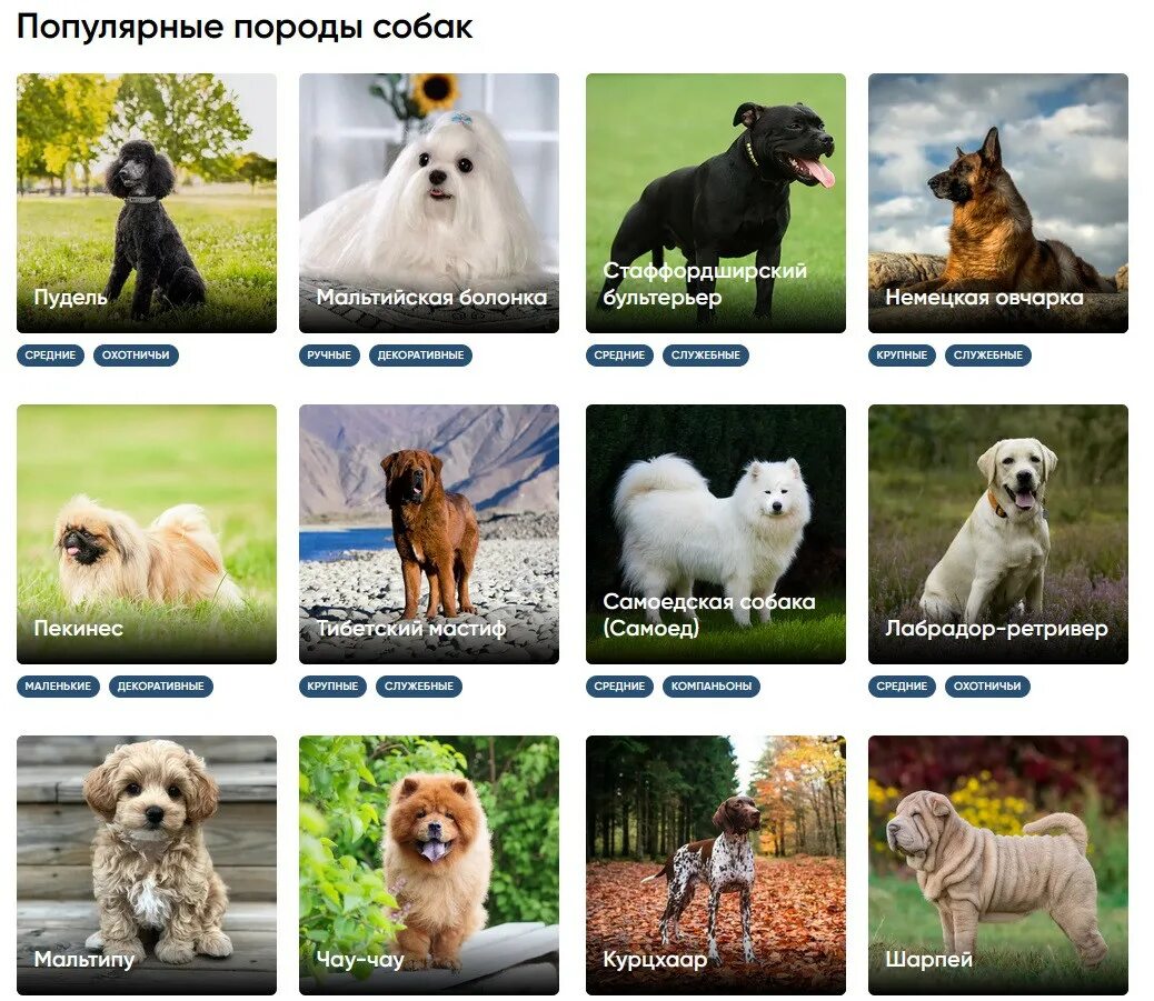 Выберите породы. Породы собак с фотографиями и названиями. Фотографии названий пород. Породы собак картинки с названиями. Собаки с фотографиями и названиями.