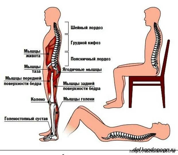 Лордоз поясничного отдела позвоночника симптомы. Выпрямленный лордоз шейного отдела позвоночника. Выпрямленный лордоз поясничного отдела. Лордоз поясничного отдела упражнения.