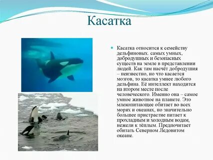 Косатка где обитает