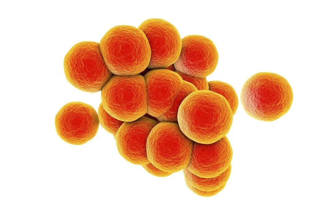 Микроорганизм staphylococcus aureus. Бактерия золотистый стафилококк. s. aureus золотистый стафилококк. стрептококки менингококки.