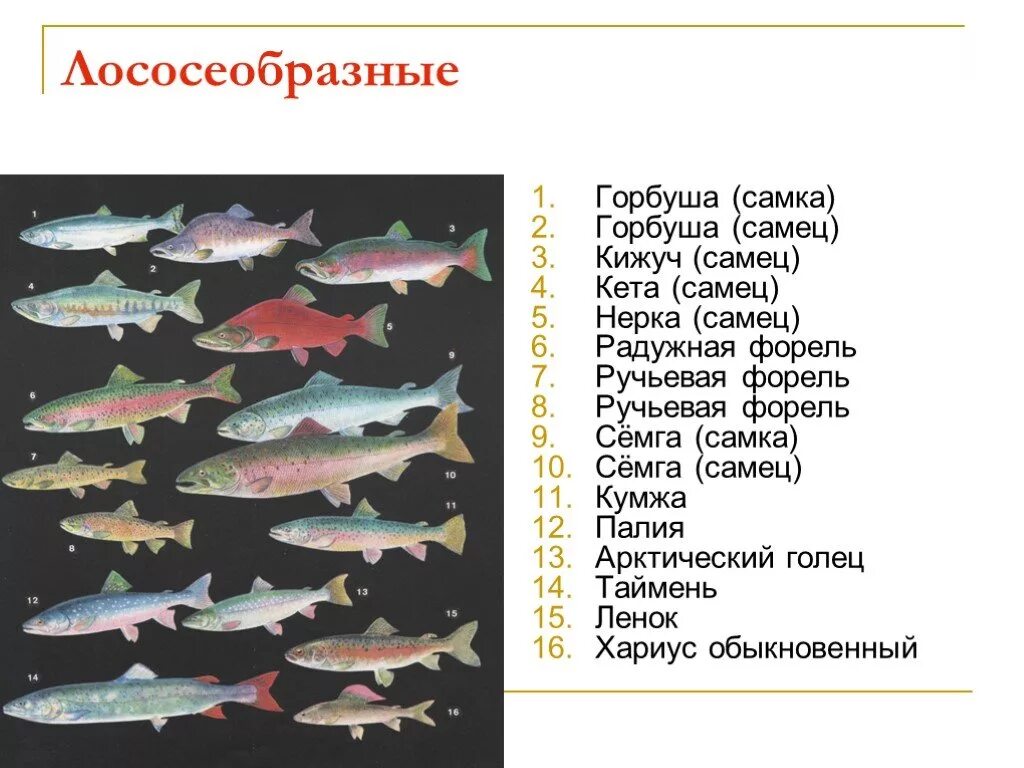 Как отличить рыбу самку от самца горбуши