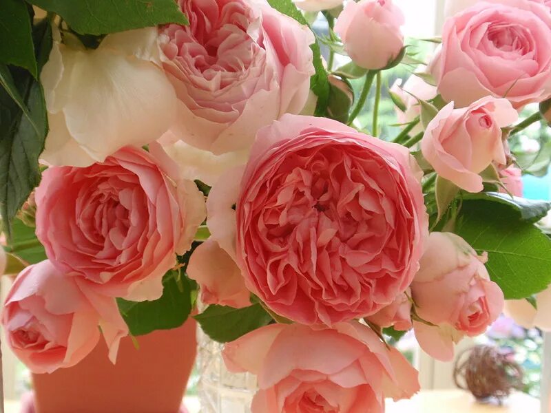 французские розы куст. коллекция роз. розы коллекционные фото с названиями. коллекция роз. розочки.