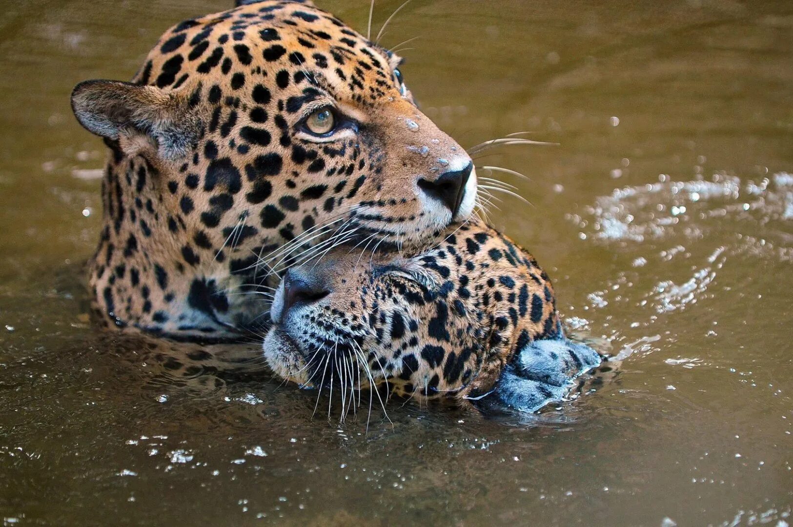 Ягуар животное. Леопард плавает. Леопард в воде. Леопард под водой. Леопард под водой.