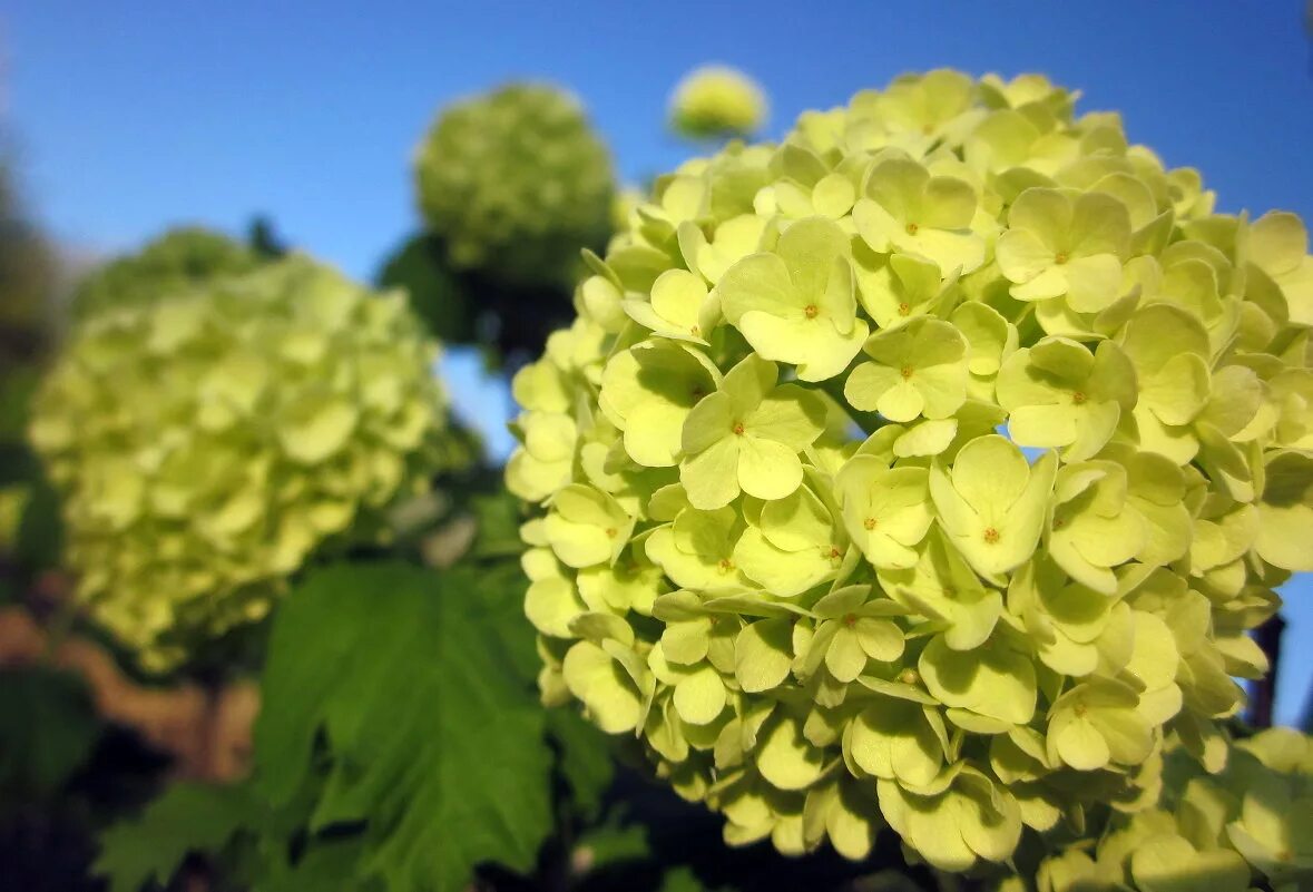 цветок калина бульденеж. цветы бульденеж. калина декоративная бульденеж. цветы бульденеж. калина бульденеж.