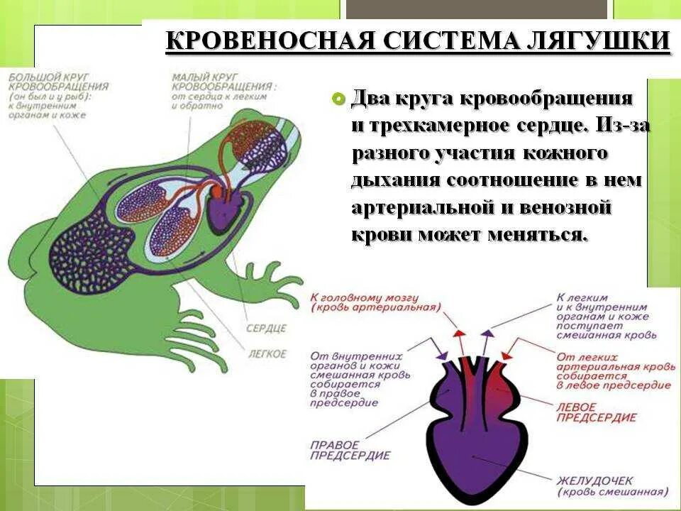 Земноводные печень. Система кровообращения лягушки. Строение кровообращения лягушки. Лёгочный круг кровообращения лягушки. Схема кровеносной системы лягушки лягушки.