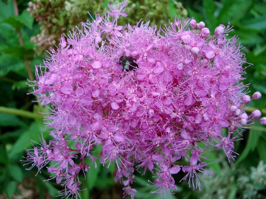 Лабазник таволга. Таволга цветок. Лабазник Венуста Магнифика. Таволга (Filipendula).