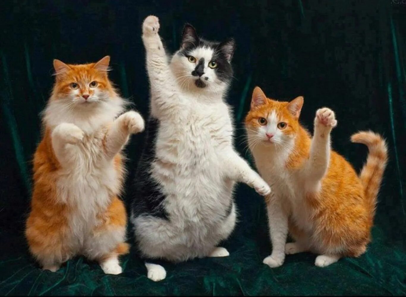 испуганный кот. три котика. смешные коты. кошка с хозяйкой. котики болтают.