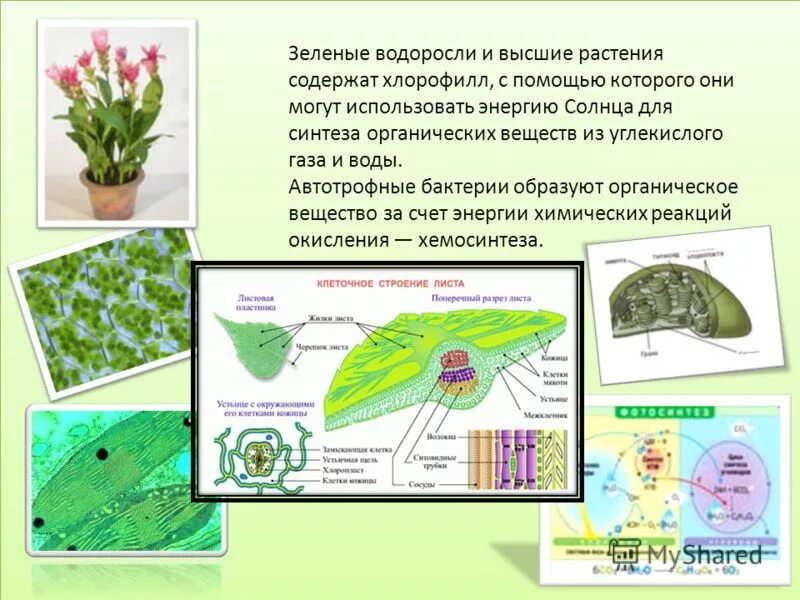 Обеспечивает автотрофное питание клетки