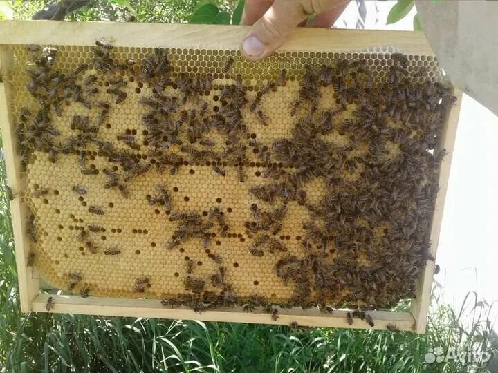 Пчелы купить в нижегородской. Расплод Карника. Пчелопакеты Алиса. Прохоровка - пчелопакеты?. Пчелопакеты 4-х рамочные.