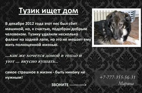 Приют тузик