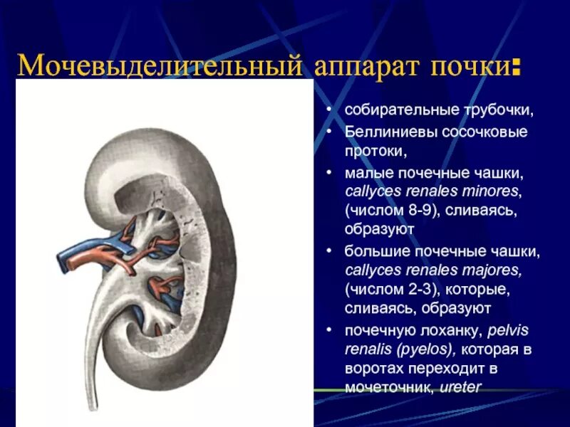 Большие и малые почечные чашечки. Малые чашечки почки. Большие и малые чашечки почки. Малая почечная чашечка.