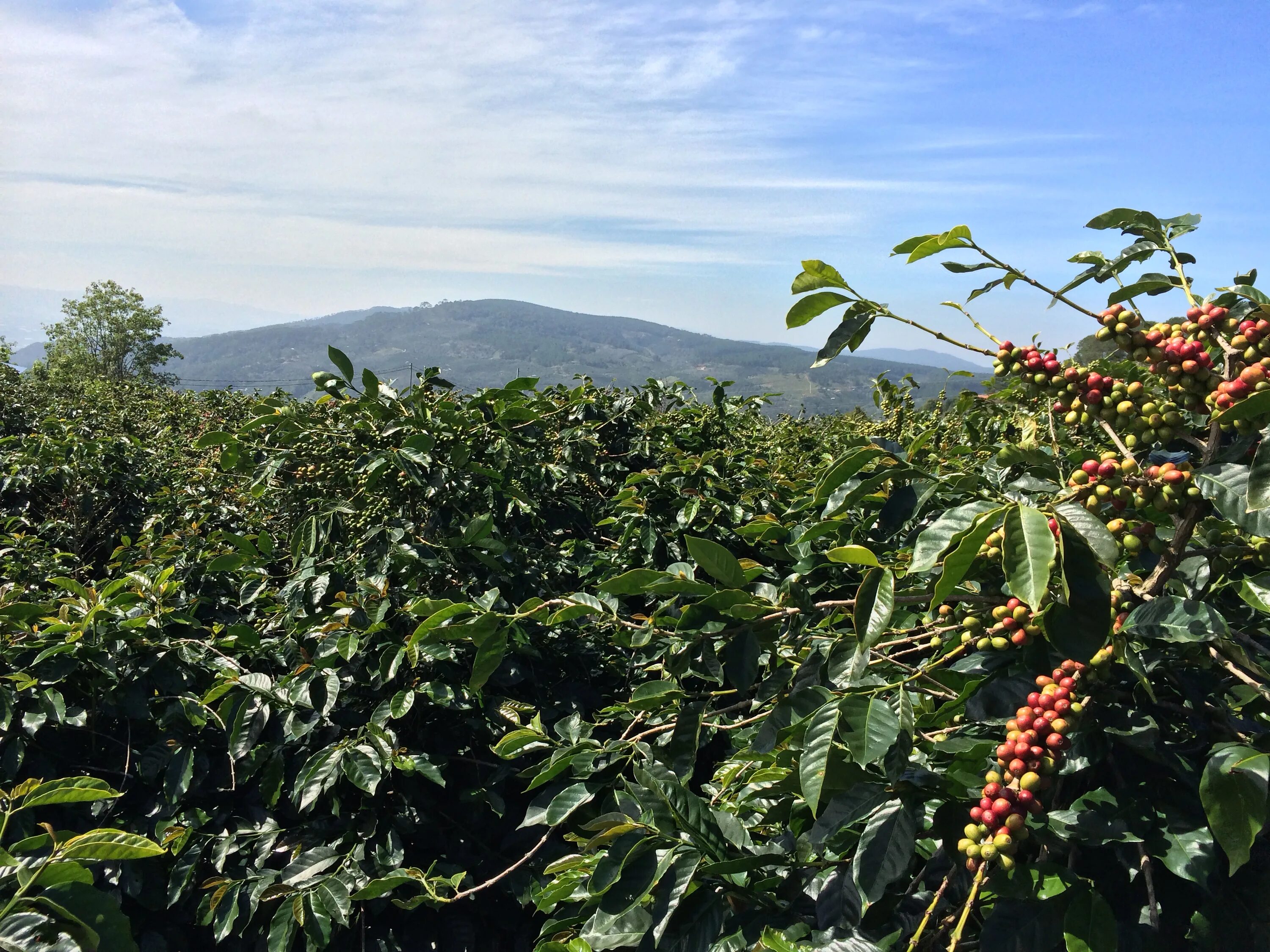 Колумбия страна кофе. Коста Рика кофейные плантации. Колумбия кофейные плантации. Килиманджаро кофейные плантации. Coffea Arabica плантации.
