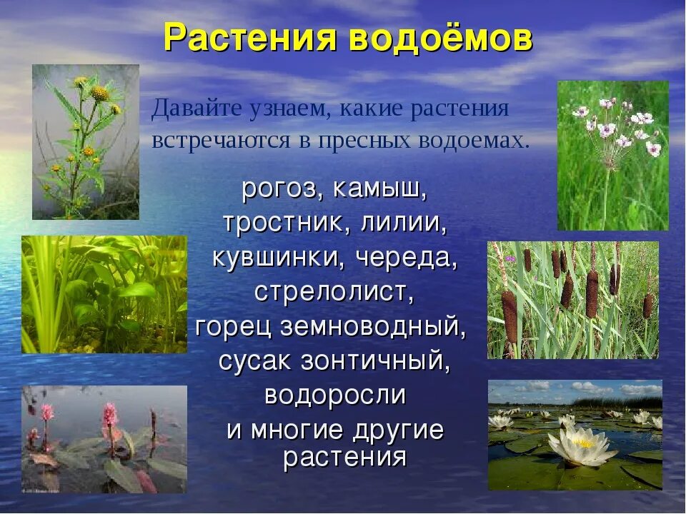 Растения пресноводных водоемов. Растения пресных вод. Обитатели и растения водоемов. Растения обитающие в водоемах. Что растет в озере