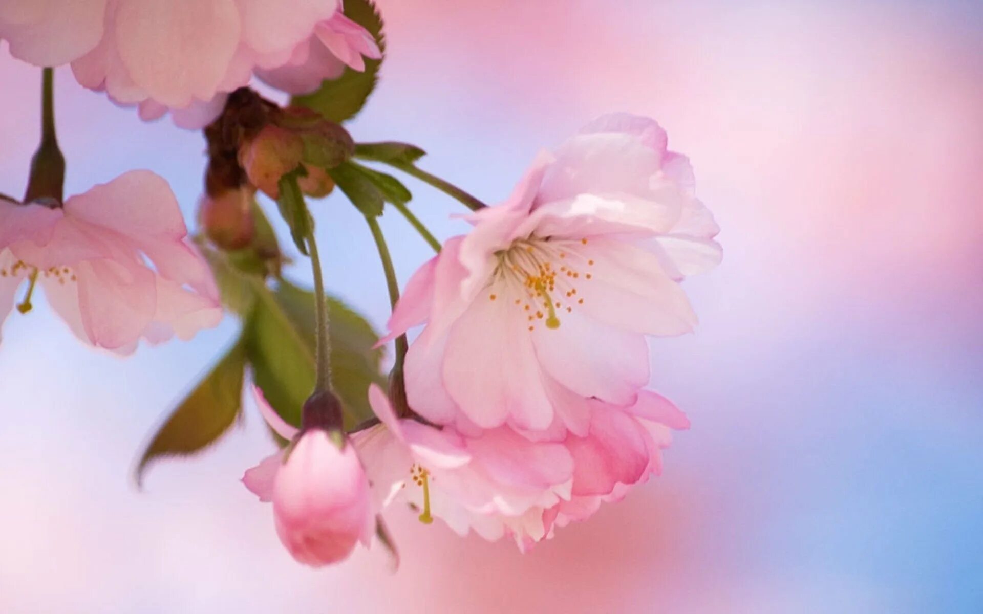 Здравствуй апрель картинки красивые. Цветы Сакуры. Нежные весенние цветы. Сакура фото. Весенняя нежность.