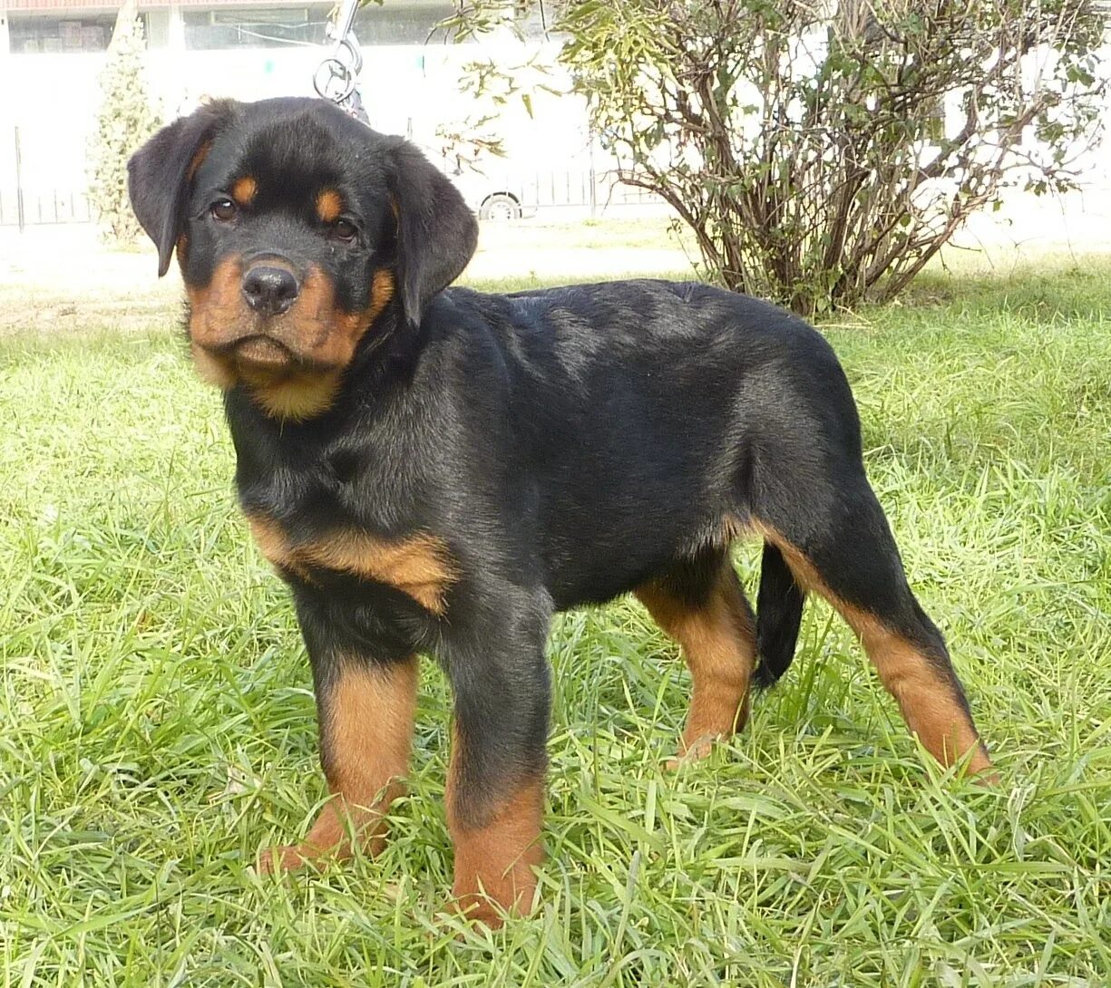 Ротвейлер особенности породы. Европейский ротвейлер. Ротвейлер кобель. Шотландский ротвейлер. Ротвейлер особенности породы.