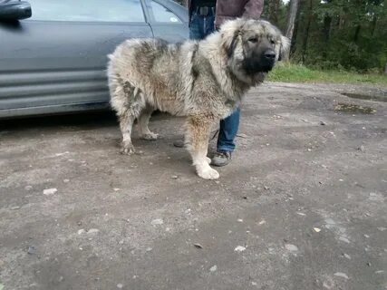 Кавказец года
