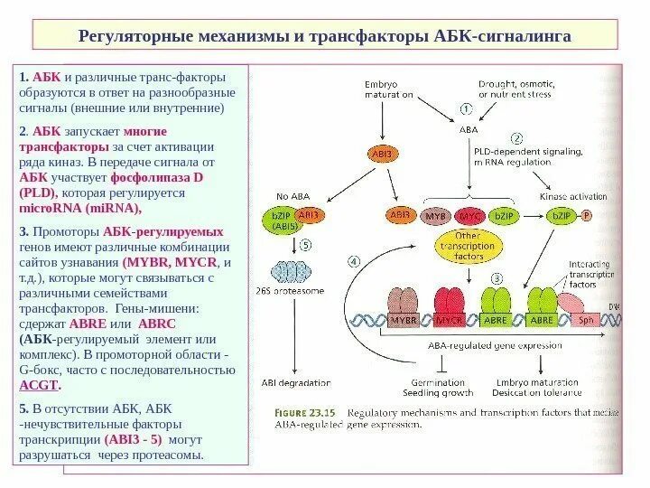 Регуляторные механизмы это. Регуляторные механизмы это. Механизмы регуляции регенерации. Регуляторные механизмы это. Перенапряжение регуляторных механизмов.