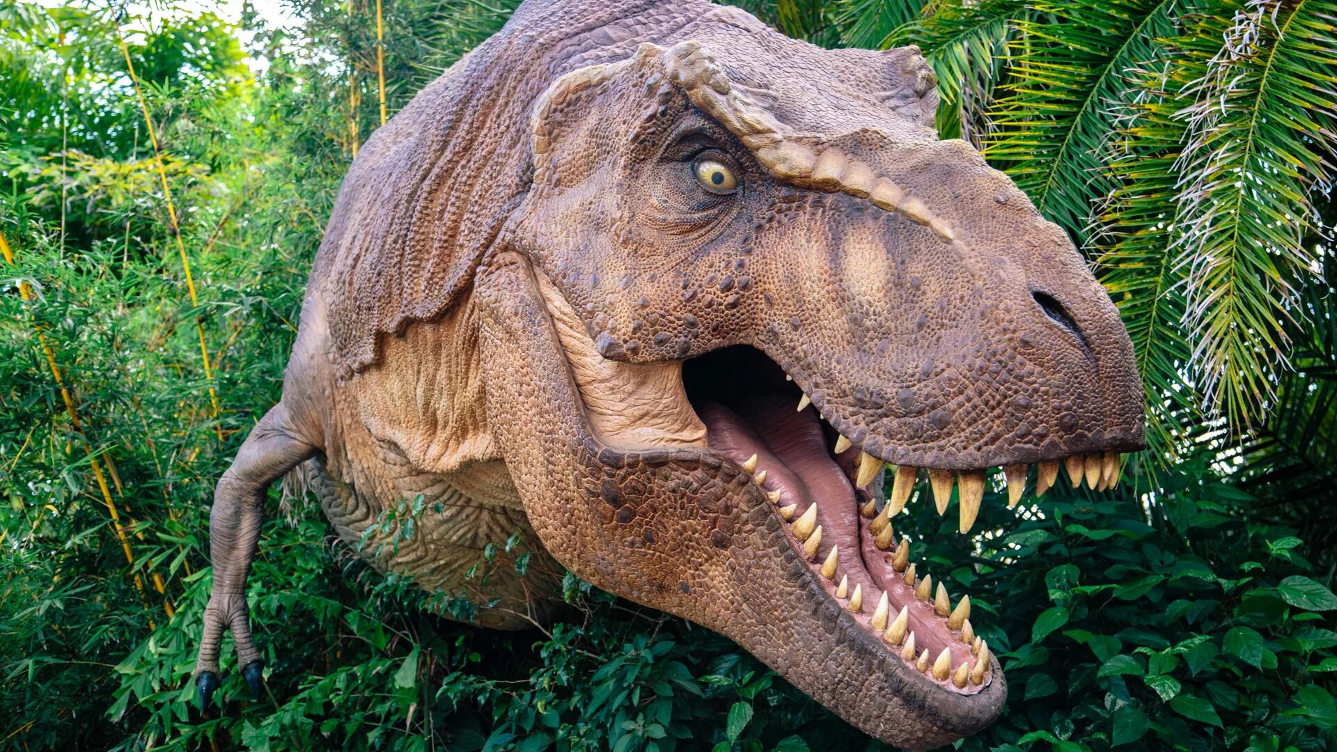 Jurassic t rex. Тираннозавр рекс. Королевский Тираннозавр. Зубастый динозавр. Динозавры настоящие.
