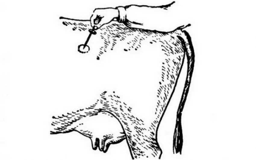 Профилактика тимпании у коров. Тимпания молодняка крс. Профилактика рубцовых деформаций. Атония преджелудков у коровы. Лазерная хирургия шрамов.