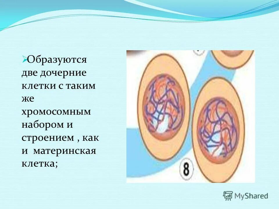 деление клетки митоз и мейоз таблица. понятие мейоз. митоз клетки после деле. число хромосом в мейозе. сколько дочерних клеток образуется в результате деления.