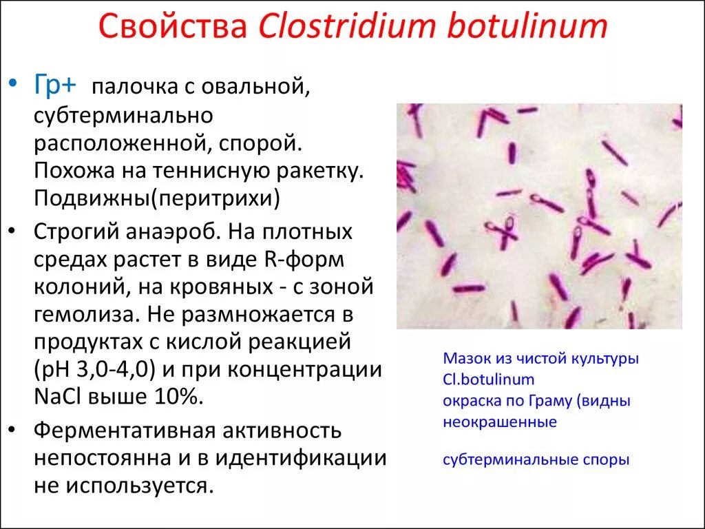 Палочки ботулизма Clostridium botulinum. Клостридии ботулизма ( Clostridium botulinum ) ботулизм. Clostridium botulinum окраска. Морфологические свойства Clostridium botulinum.