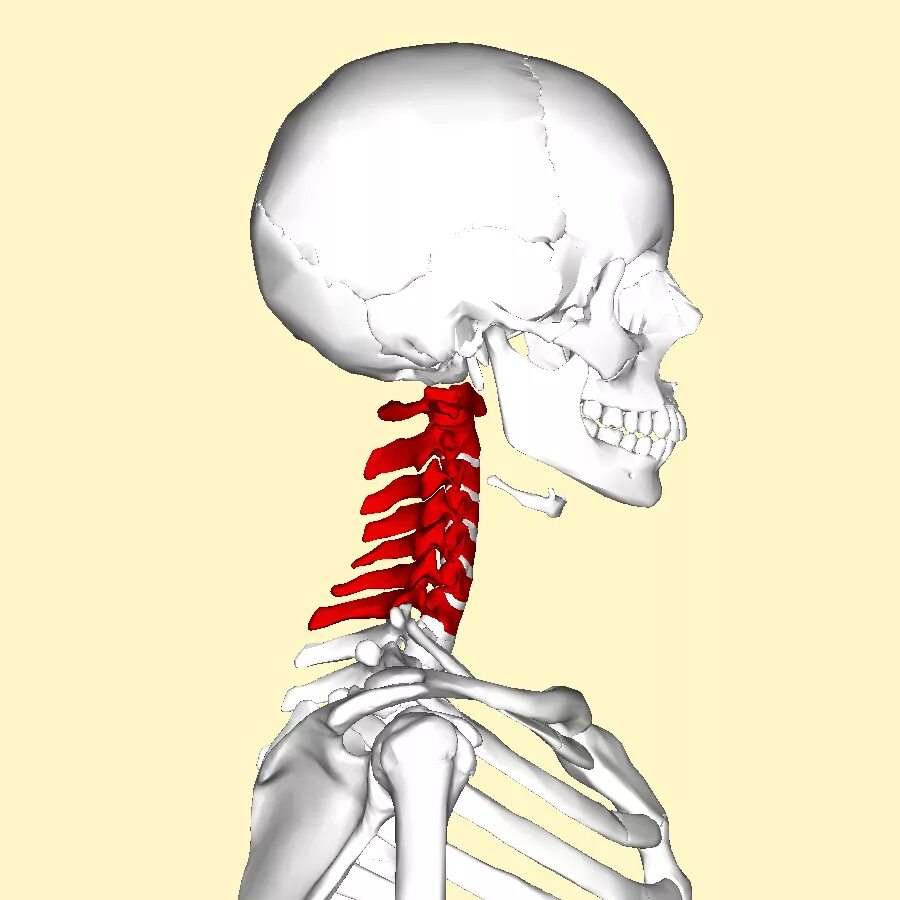 Шейный отдел кости скелета. Скелет шейного отдела позвоночника. Скелет шейного отдела позвоночника человека. Секелет остеохондроза шейного отдела. Шейные позвонки скелет.