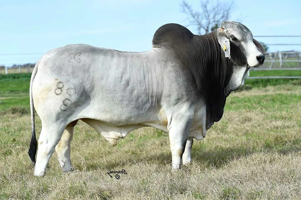 Брахман (порода зебу). Особая примета зебу сканворд. Зебу корова индия. Одомашнивание зебу. Казеевка зебу.