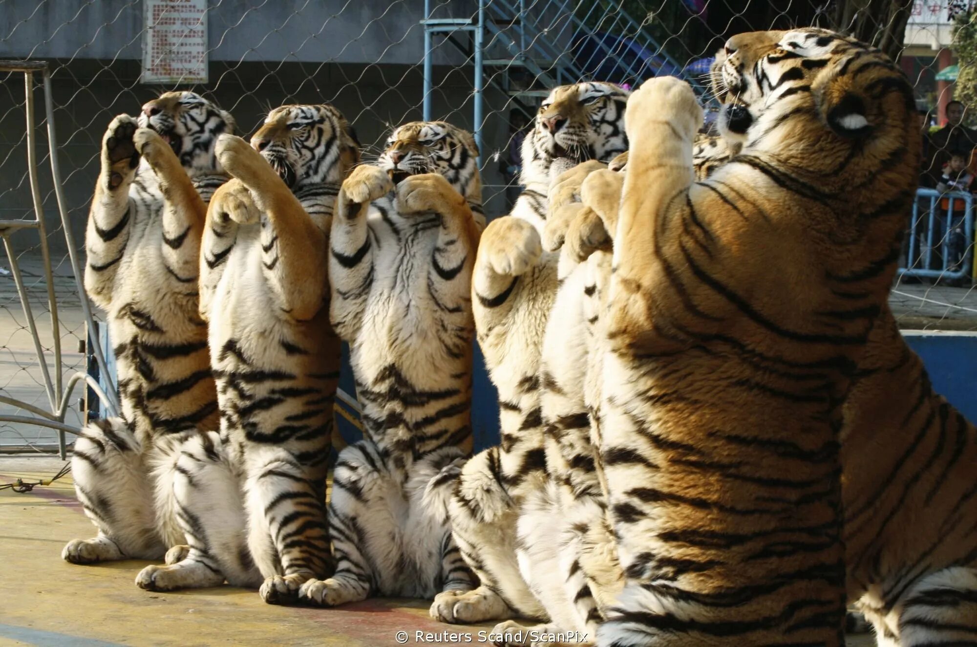 Велотигр. Много тигрят. Много тигров. Стая тигров. Популяция тигров.