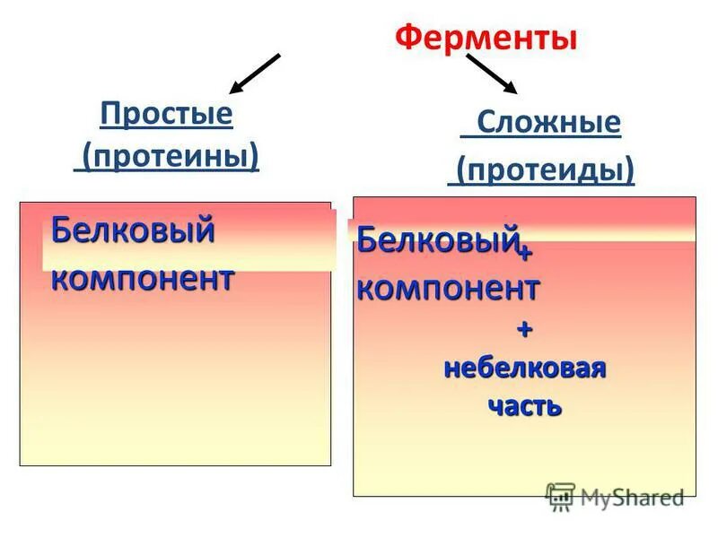 К протеинам относятся