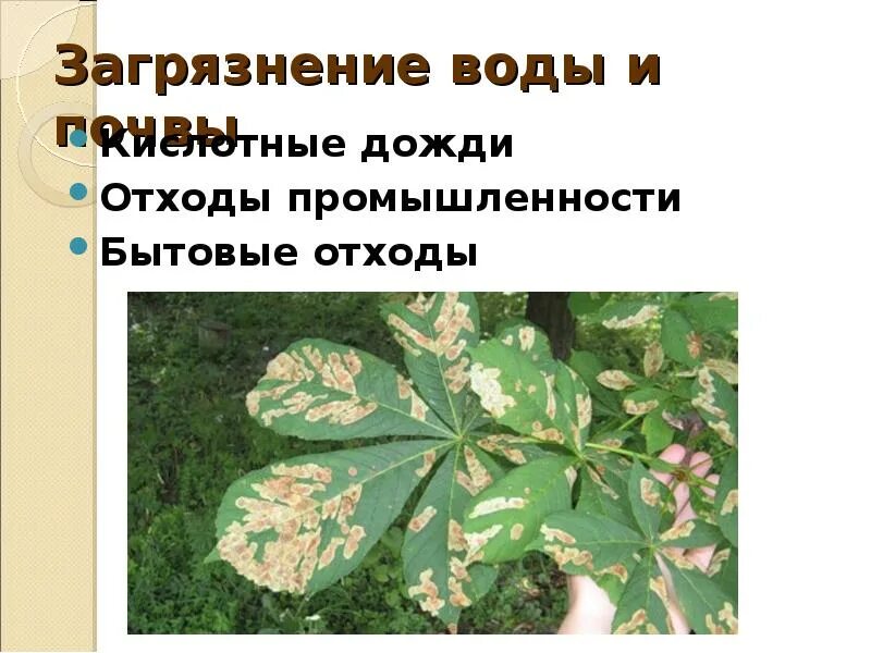 Сообщение на тему влияние осадков на природу