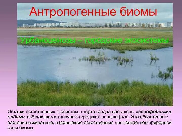 Антропогенные растения примеры. Антропогенные биомы. антропогенные экосистемы город. биомы городской экосистемы. аборигенные экосистемы.