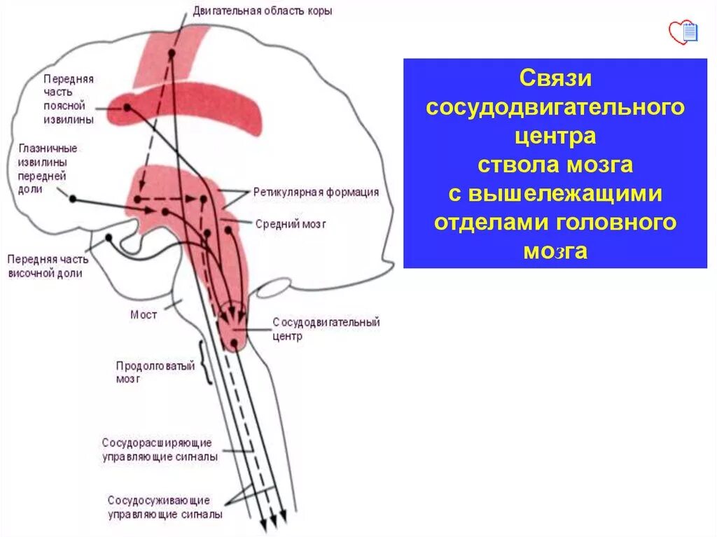 Сосудодвигательный центр в мозге