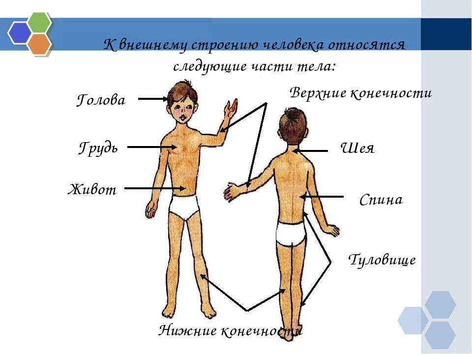 Части тела человека. Части тела человека окружающий мир. Тело человека урок. Внешнее строение тела человека. Тест строение человека 3 класс перспектива