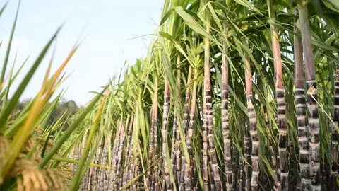 Cane fruit