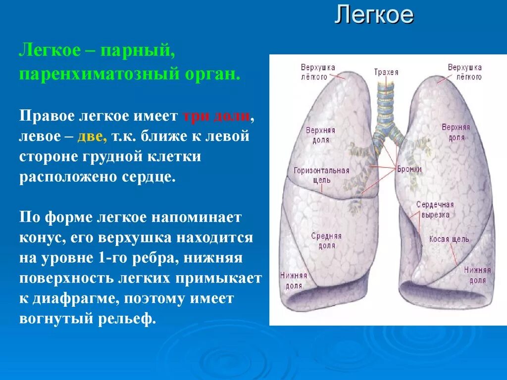 Левое легкое имеет. Легкие строение и функции анатомия. Строение правого и левого легких. Легкие кратко. Легкие строение кратко.