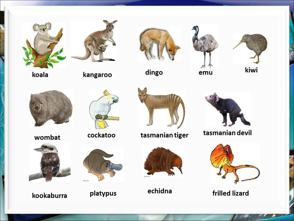 Кенгуру и коала. Соответствующее название животного. Животные Австралии на английском. Какие животные живут в Австралии на английском.