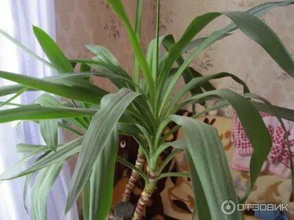 Цветок длинные тонкие листья как называется