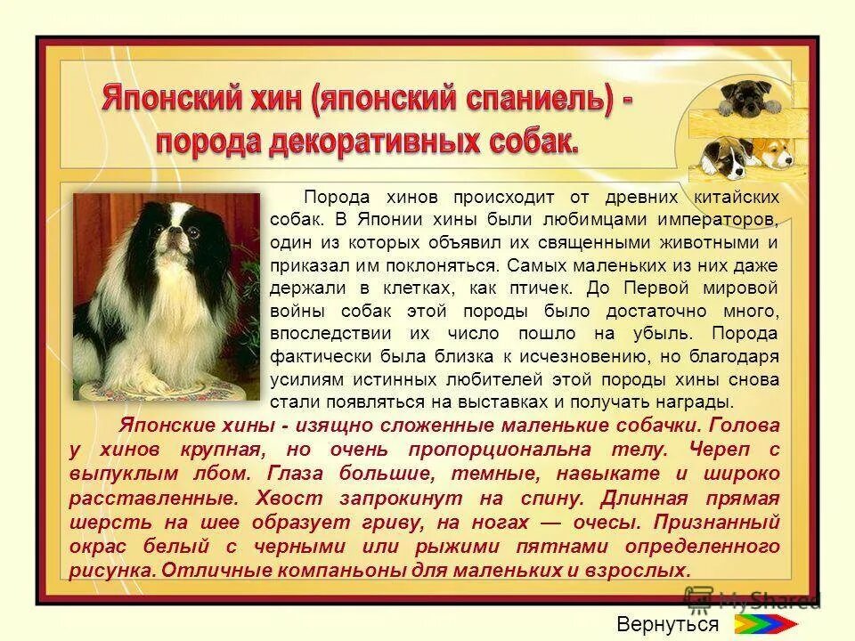 Значение хин. Японский хин спаниели. собака китайского императора порода. японский хин характер. японский хин породы собак японии.