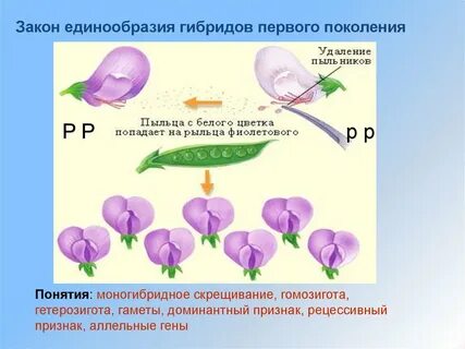 Гетерозигота по доминантному признаку