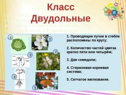 Двудольные названия Shtampik.com