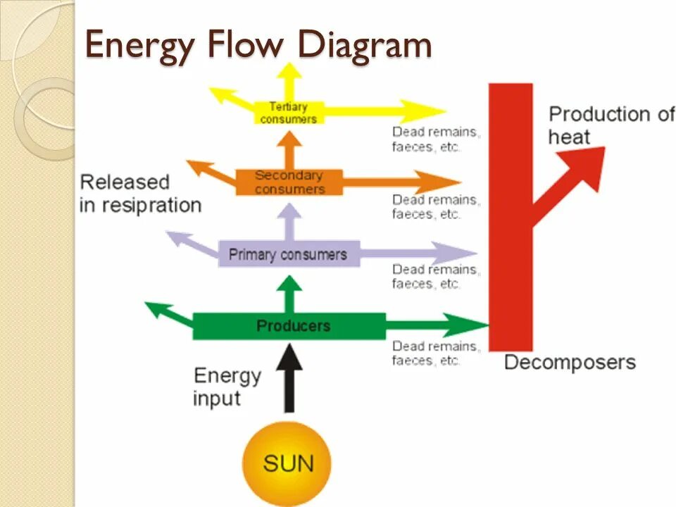 Energy process. Energy Flow. Energy Flow in ecosystem. Energy diagram. Labelled Energy Flow diagram.