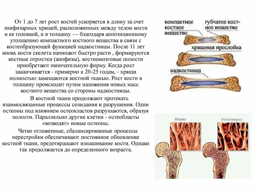 Рост длинных трубчатых костей в длину у детей обеспечивается. Развитие кости, рост костей.. Развитие костей рост костей в длину и ширину. Развитие трубчатых костей. За счет чего растет кость