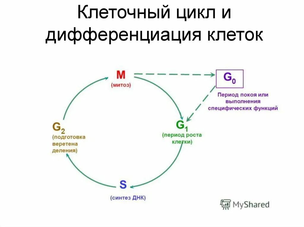 Последовательность этапов в жизненном цикле клетки. G1 фаза клеточного цикла. клеточный цикл дифференцировка. схема жизненного цикла клетки гистология.