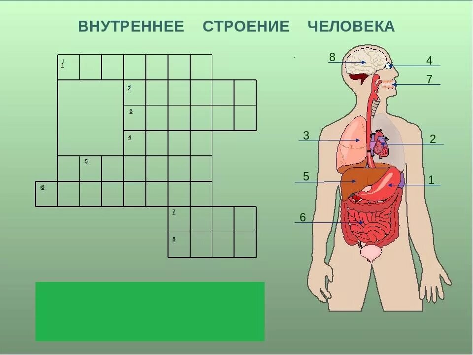 Проверочная работа строение человека. Строение человека 3 класс. внешние органы человека. задания на тему организм человека. окружающий мир организм человека.