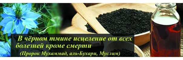 Отвар из семян черного тмина. Семена черного тмина египетский. Тмин при онкологии. Как правильно пить масло черного тмина. Масло чёрного тмина польза.