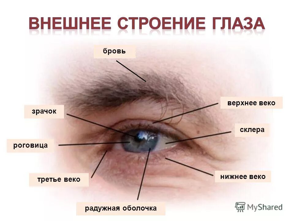 Веки и их значение