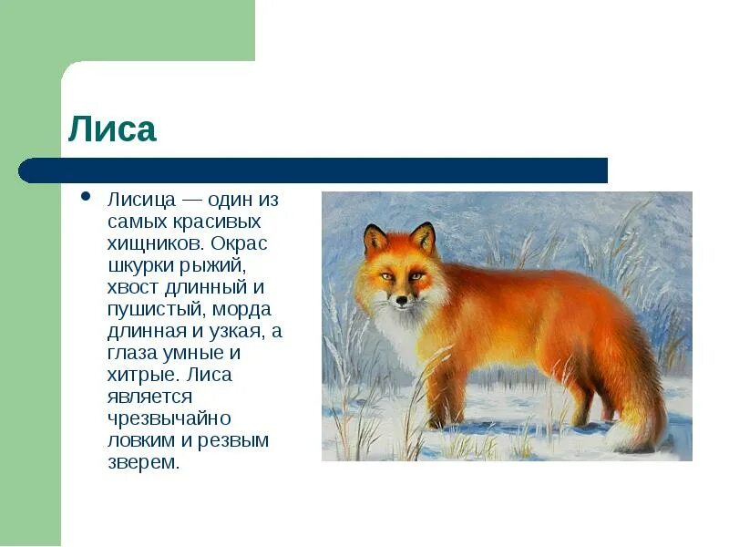 В какой природной зоне россии встречается лисица. Описание лисы. Лисы для презентации. Лисица для презентации. Проект про животных лиса.